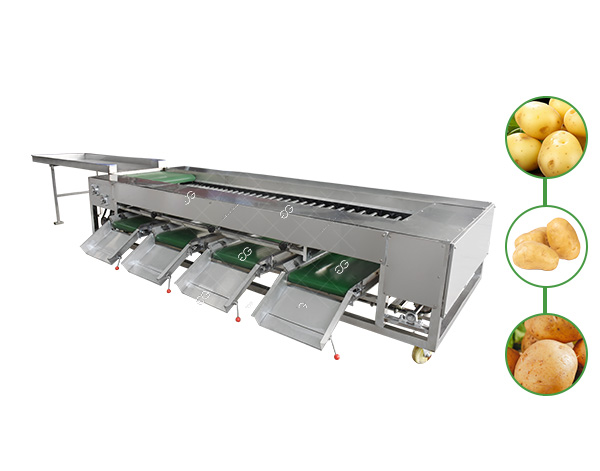 potato grading equipment