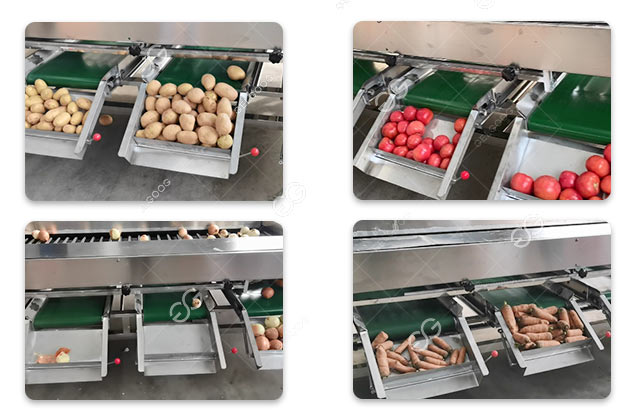 vegetable grading equipment