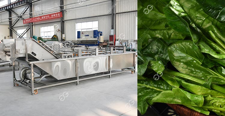 washing spinach machinery