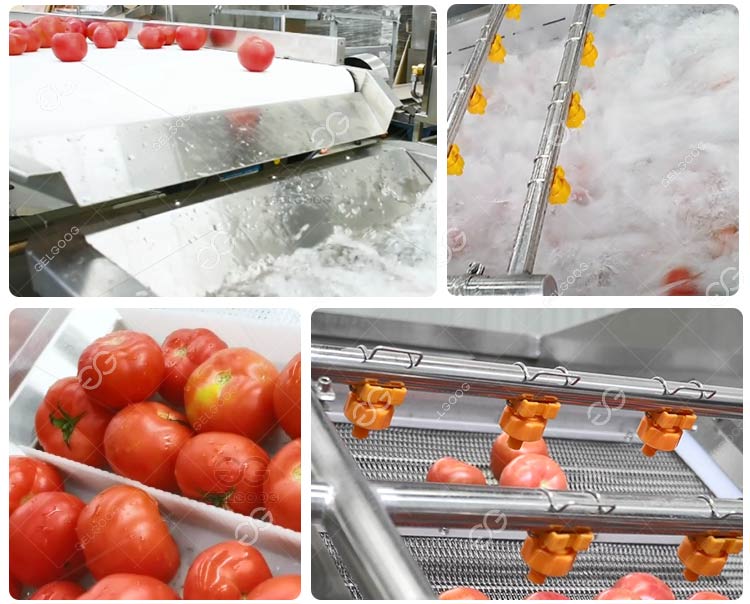 tomato cleaning machine