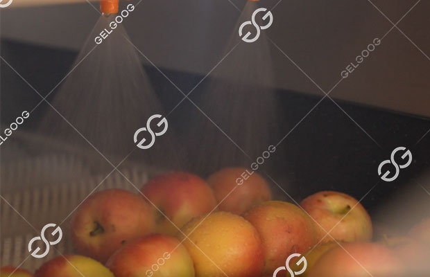 fruit sorting machine
