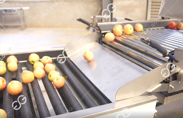 fruit processing line