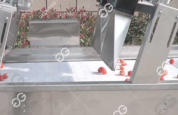 strawberry-grading-equipment