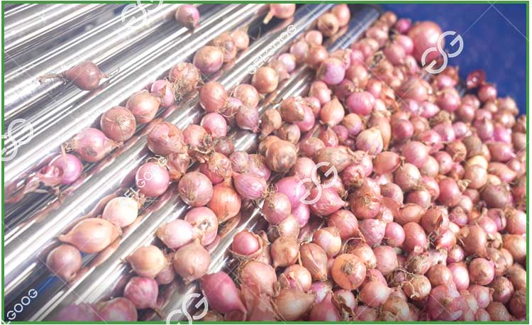 onion grading machine